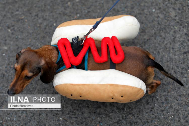 تصاویر رژه سگ‌های هالووین در نیویورک,عکس های رژه سگ ها در نیویورک,تصاویری از رژه رفتن سگ ها به مناسبت هالووین در نیویورک