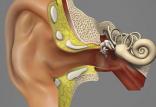 ساخت ایمپلنتی برای آسیب گوش داخلی,اخبار پزشکی,خبرهای پزشکی,تازه های پزشکی
