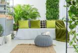 گیاهان آپارتمانی,اخبار علمی,خبرهای علمی,طبیعت و محیط زیست