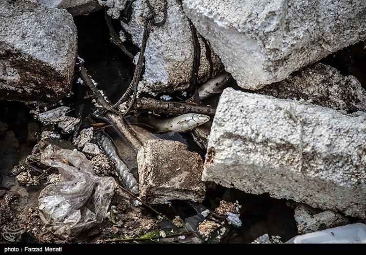 تصاویر رودخانه قره‌سو کرمانشاه,عکس های طبیعت,تصاویر مسمومیت ماهی ها در رودخانه قره‌سو کرمانشاه