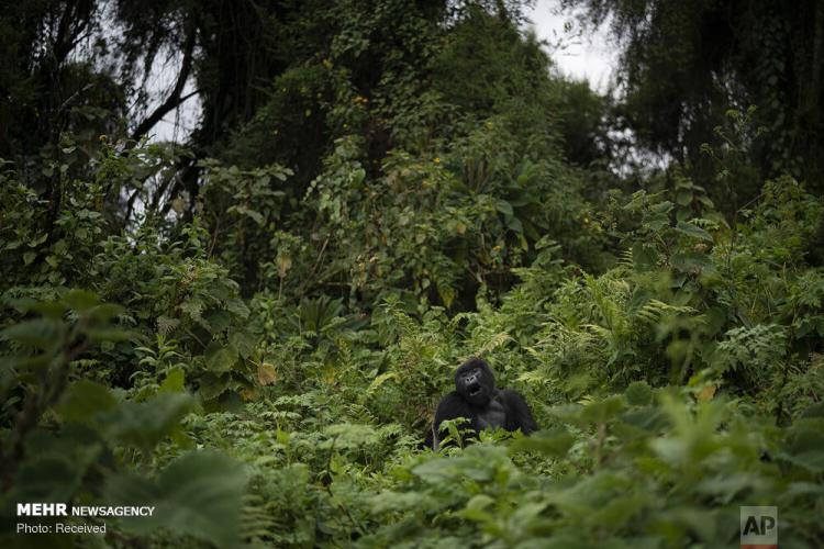 تصاویر گوریل های کمیاب در رواندا‎,عکس های گوریل های کمیاب در رواندا‎,تصاویر پارک ملی ولکانوز رواندا
