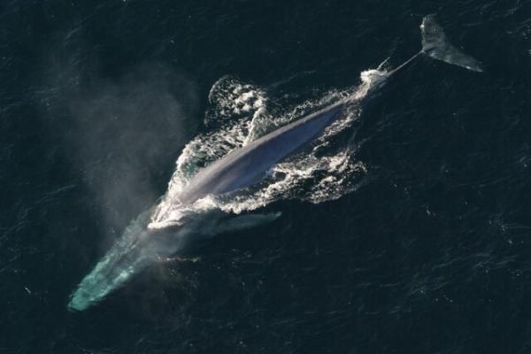 نهنگ آبی,اخبار علمی,خبرهای علمی,طبیعت و محیط زیست