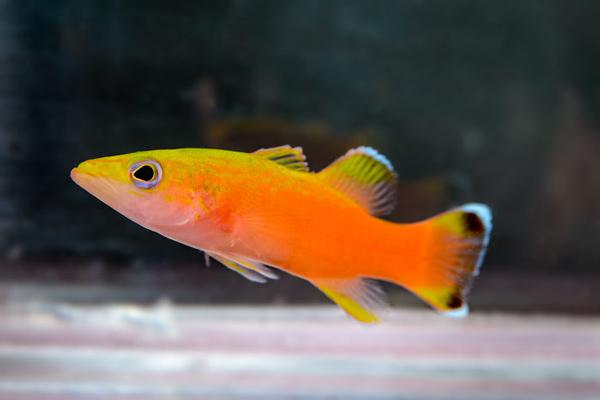 کشف گونههای جدید در سال 2019 کشف گونههای جدید در سال 2019,اخبار جالب,خبرهای جالب,خواندنی ها و دیدنی ها