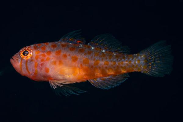 کشف گونههای جدید در سال 2019 کشف گونههای جدید در سال 2019,اخبار جالب,خبرهای جالب,خواندنی ها و دیدنی ها