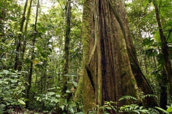 کشف بلندترین درخت جنگل های آمازون,اخبار علمی,خبرهای علمی,طبیعت و محیط زیست