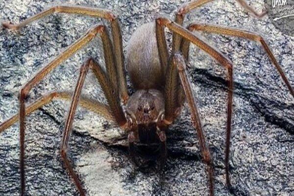 عنکبوت Loxosceles tenochtitlan,اخبار علمی,خبرهای علمی,طبیعت و محیط زیست