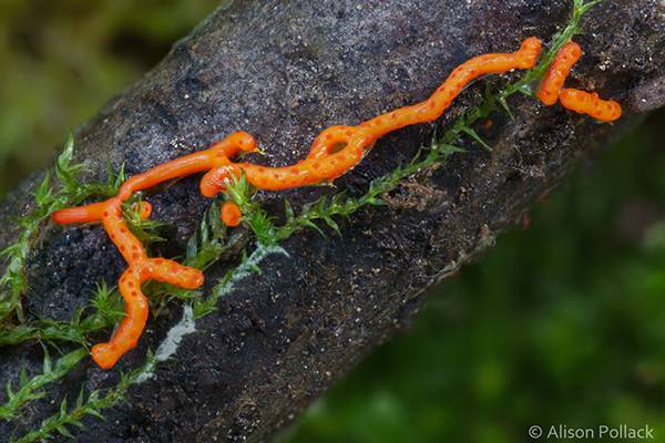 قارچهای جنگلی سحرآمیز قارچهای جنگلی سحرآمیز,اخبار جالب,خبرهای جالب,خواندنی ها و دیدنی ها