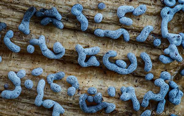 قارچهای جنگلی سحرآمیز قارچهای جنگلی سحرآمیز,اخبار جالب,خبرهای جالب,خواندنی ها و دیدنی ها