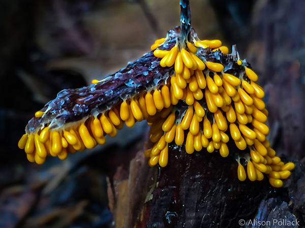 قارچهای جنگلی سحرآمیز قارچهای جنگلی سحرآمیز,اخبار جالب,خبرهای جالب,خواندنی ها و دیدنی ها