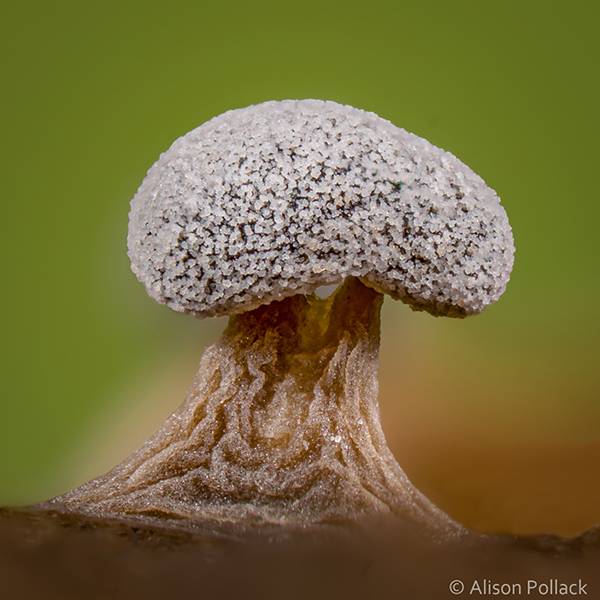 قارچهای جنگلی سحرآمیز قارچهای جنگلی سحرآمیز,اخبار جالب,خبرهای جالب,خواندنی ها و دیدنی ها