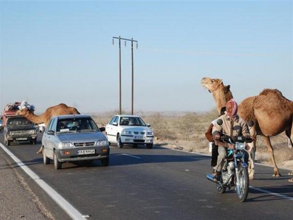حادثه تصادف با شترها در هرمزگان حادثه تصادف با شترها در هرمزگان,اخبار علمی,خبرهای علمی,طبیعت و محیط زیست