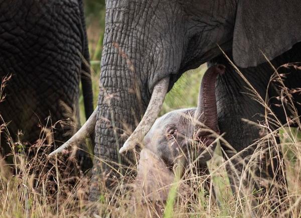 تولد فیل صورتی در کنیا,اخبار جالب,خبرهای جالب,خواندنی ها و دیدنی ها