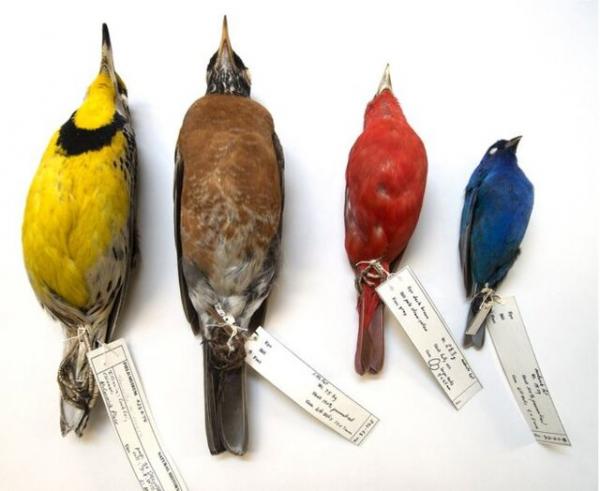 پرندگان,اخبار علمی,خبرهای علمی,طبیعت و محیط زیست