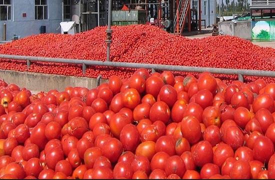 گوجه فرنگی گوجه فرنگی,اخبار اقتصادی,خبرهای اقتصادی,اصناف و قیمت