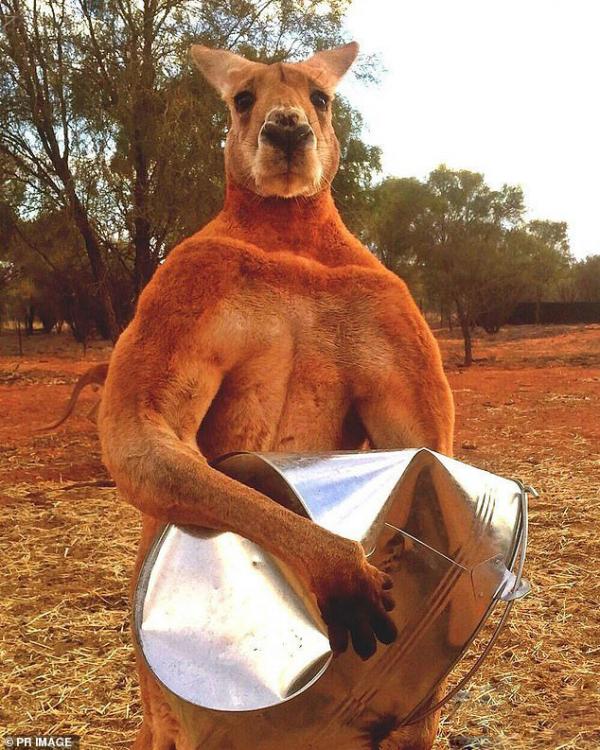 کانگورو,اخبار جالب,خبرهای جالب,خواندنی ها و دیدنی ها