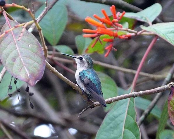 مرغ پرزنبوری,اخبار جالب,خبرهای جالب,خواندنی ها و دیدنی ها