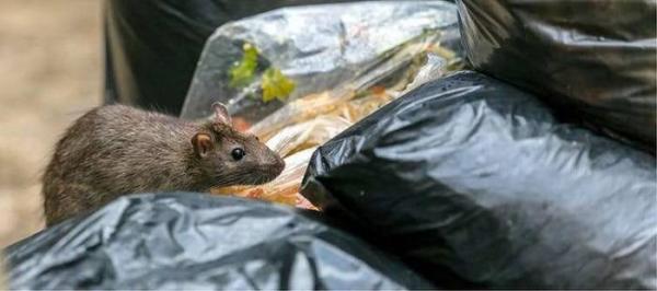 اخبار علمی,خبرهای علمی,طبیعت و محیط زیست