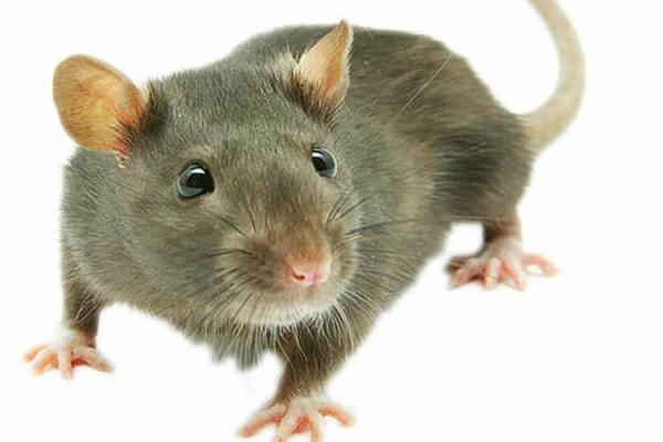 طبیعت و محیط زیست،خبرهای علمی،اخبار علمی اخبار علمی,خبرهای علمی,طبیعت و محیط زیست