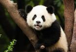 نوزاد پاندا,اخبار علمی,خبرهای علمی,طبیعت و محیط زیست