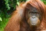 اورانگوتان های وحشی,اخبار علمی,خبرهای علمی,طبیعت و محیط زیست