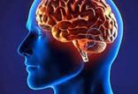 تنظیم مغز با ورزش,اخبار پزشکی,خبرهای پزشکی,تازه های پزشکی