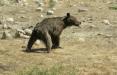 توله خرس در سوادکوه,اخبار اجتماعی,خبرهای اجتماعی,محیط زیست