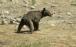 توله خرس در سوادکوه,اخبار اجتماعی,خبرهای اجتماعی,محیط زیست