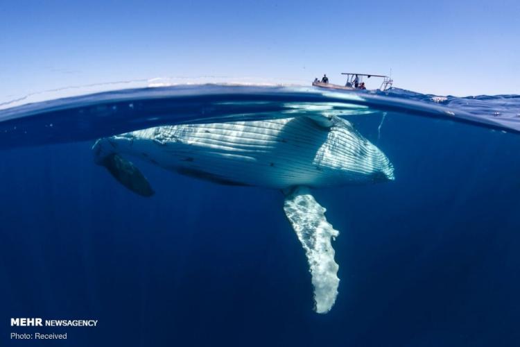 تصاویر زیبا از نهنگ ها‎,عکس های زیبا از نهنگ ها‎,تصاویرنهنگ ها در ساحل تونگا