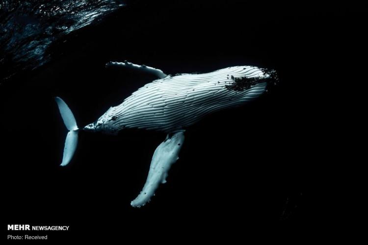 تصاویر زیبا از نهنگ ها‎,عکس های زیبا از نهنگ ها‎,تصاویرنهنگ ها در ساحل تونگا