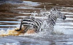 تصاویر دریدن شکم گورخر توسط تمساح,عکس های دریدن شکم گورخر توسط تمساح,تصاویر تمساح