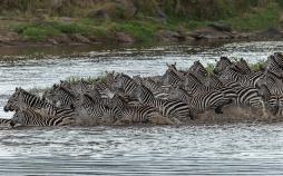تصاویر گورخرها گرفتار آرواره تمساح‌های گرسنه,عکس های گورخرها گرفتار آرواره تمساح‌های گرسنه,تصاویر رودخانه ماسایی مارا