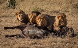 تصاویر شکار بوفالو توسط شیرها,عکس های شکار بوفالو توسط شیرها,تصاویر پارک ملی سرنگتی