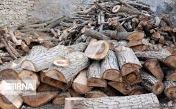 تصاویر افزایش قطع درختان گردو,عکس های افزایش قطع درختان گردو,تصاویر باغ های گردو