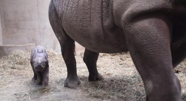 تولد بچه کرگدن در باغ وحش لنسینگ,اخبار جالب,خبرهای جالب,خواندنی ها و دیدنی ها