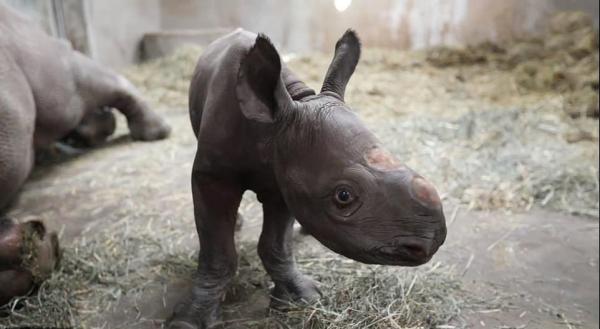 تولد بچه کرگدن در باغ وحش لنسینگ,اخبار جالب,خبرهای جالب,خواندنی ها و دیدنی ها