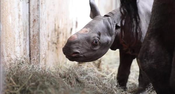 تولد بچه کرگدن در باغ وحش لنسینگ,اخبار جالب,خبرهای جالب,خواندنی ها و دیدنی ها