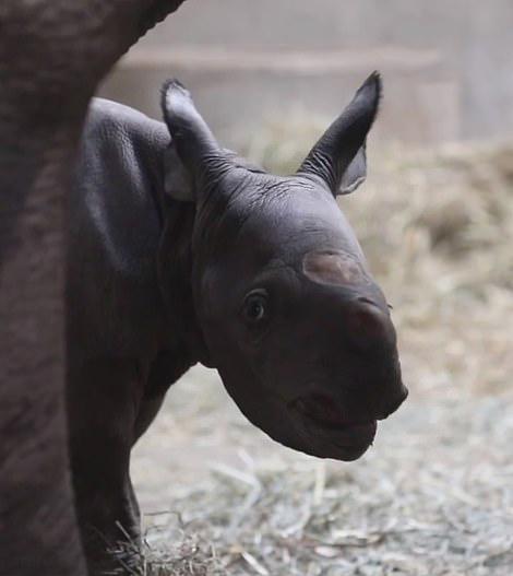 تولد بچه کرگدن در باغ وحش لنسینگ,اخبار جالب,خبرهای جالب,خواندنی ها و دیدنی ها