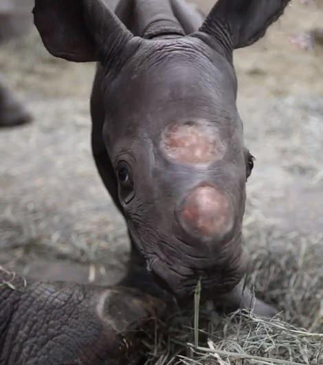 تولد بچه کرگدن در باغ وحش لنسینگ,اخبار جالب,خبرهای جالب,خواندنی ها و دیدنی ها