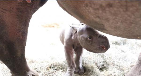 تولد بچه کرگدن در باغ وحش لنسینگ,اخبار جالب,خبرهای جالب,خواندنی ها و دیدنی ها