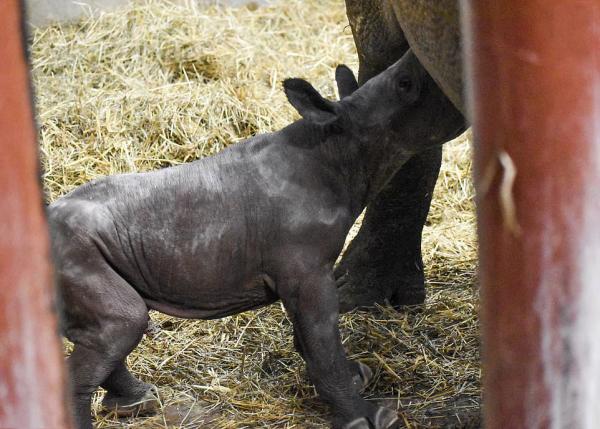 تولد بچه کرگدن در باغ وحش لنسینگ,اخبار جالب,خبرهای جالب,خواندنی ها و دیدنی ها