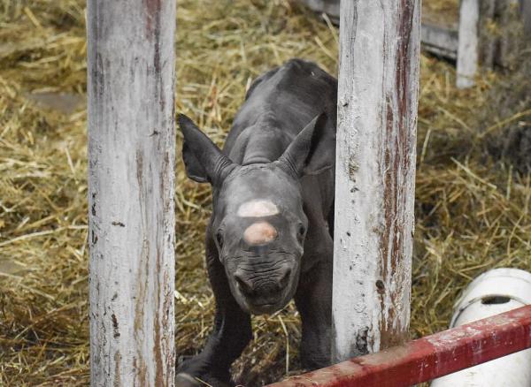 تولد بچه کرگدن در باغ وحش لنسینگ,اخبار جالب,خبرهای جالب,خواندنی ها و دیدنی ها
