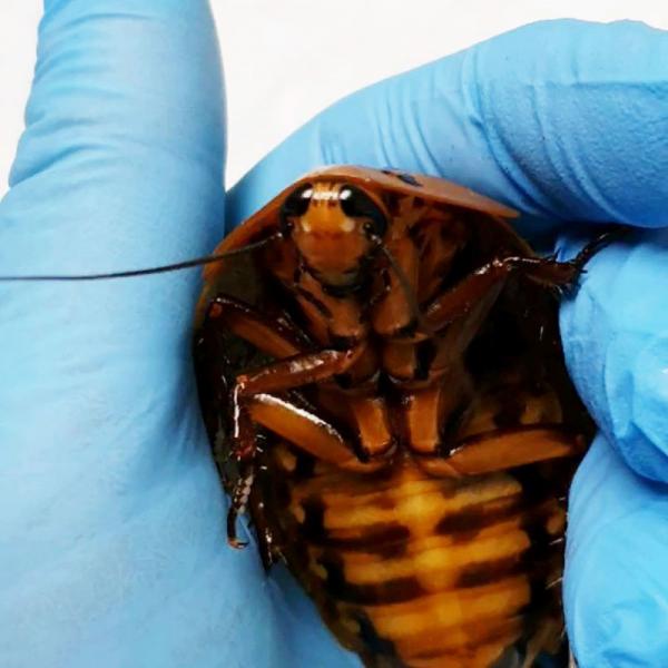 زایمان سوسک با عمل جراحی,اخبار جالب,خبرهای جالب,خواندنی ها و دیدنی ها