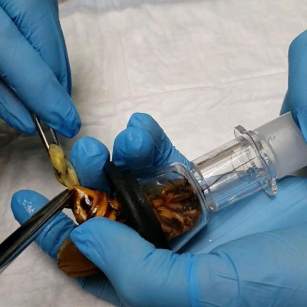 زایمان سوسک با عمل جراحی,اخبار جالب,خبرهای جالب,خواندنی ها و دیدنی ها