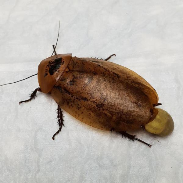 زایمان سوسک با عمل جراحی,اخبار جالب,خبرهای جالب,خواندنی ها و دیدنی ها