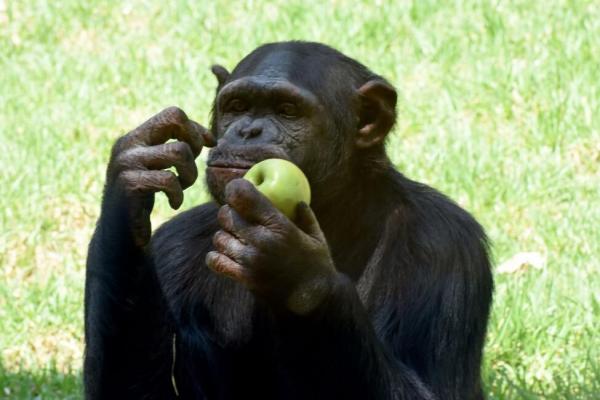 شامپانزه‌ها,اخبار علمی,خبرهای علمی,طبیعت و محیط زیست