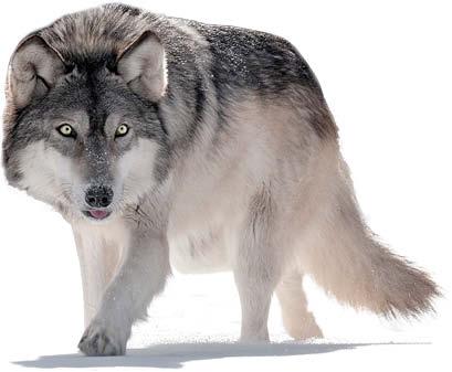 نقش گرگ ها در محیط زیست,اخبار علمی,خبرهای علمی,طبیعت و محیط زیست
