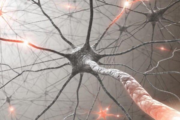 سیستم ایمنی بدن,اخبار پزشکی,خبرهای پزشکی,تازه های پزشکی