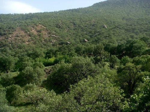 ۲ میلیون هکتار از جنگلها در اختیار نهادهای دولتی و نظامی است