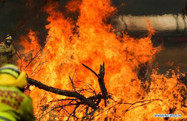 آتش سوزی در استرالیا,اخبار علمی,خبرهای علمی,طبیعت و محیط زیست