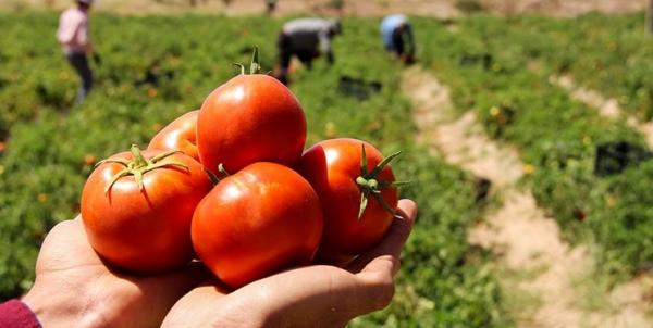گوجه فرنگی ویرایش ژن شده,اخبار علمی,خبرهای علمی,طبیعت و محیط زیست